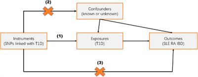 Relationship between type 1 diabetes and autoimmune diseases in european populations: A two-sample Mendelian randomization study